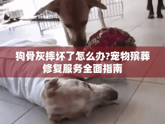 狗骨灰摔坏了怎么办?宠物殡葬修复服务全面指南