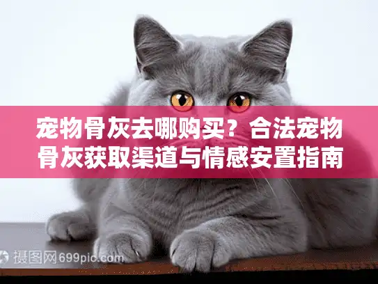 宠物骨灰去哪购买？合法宠物骨灰获取渠道与情感安置指南