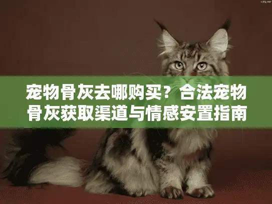 宠物骨灰去哪购买？合法宠物骨灰获取渠道与情感安置指南
