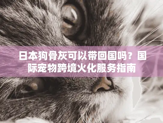 日本狗骨灰可以带回国吗？国际宠物跨境火化服务指南