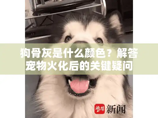 狗骨灰是什么颜色？解答宠物火化后的关键疑问