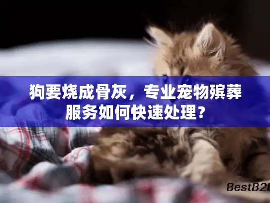 狗要烧成骨灰，专业宠物殡葬服务如何快速处理？