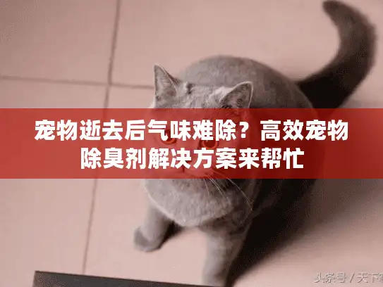 宠物逝去后气味难除？高效宠物除臭剂解决方案来帮忙