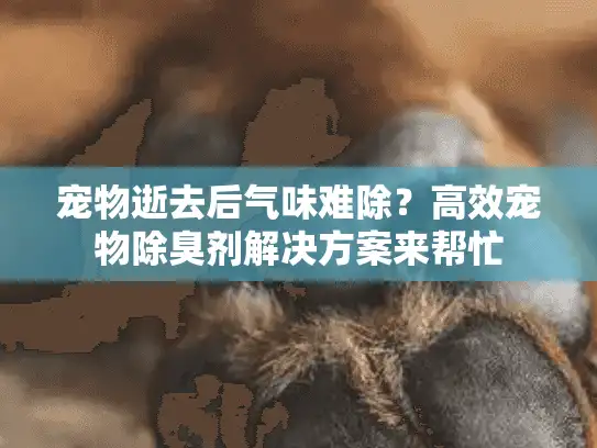 宠物逝去后气味难除？高效宠物除臭剂解决方案来帮忙