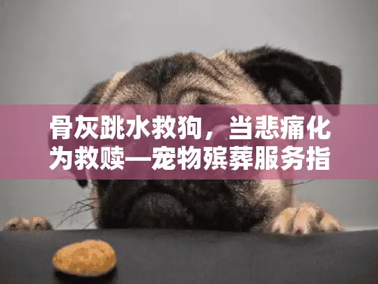 骨灰跳水救狗，当悲痛化为救赎—宠物殡葬服务指南