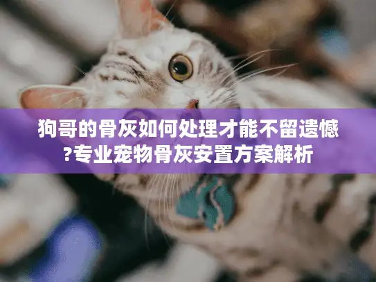狗哥的骨灰如何处理才能不留遗憾?专业宠物骨灰安置方案解析
