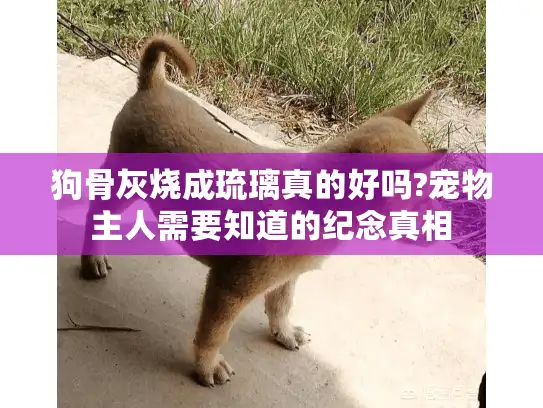 狗骨灰烧成琉璃真的好吗?宠物主人需要知道的纪念真相