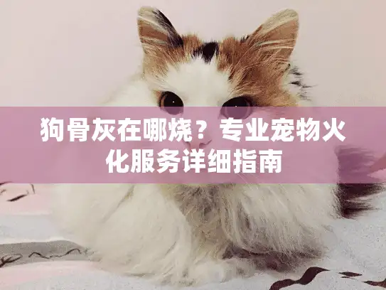 狗骨灰在哪烧？专业宠物火化服务详细指南