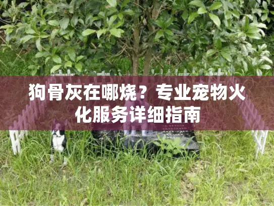 狗骨灰在哪烧？专业宠物火化服务详细指南