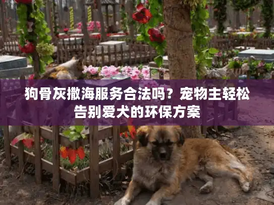 狗骨灰撒海服务合法吗？宠物主轻松告别爱犬的环保方案