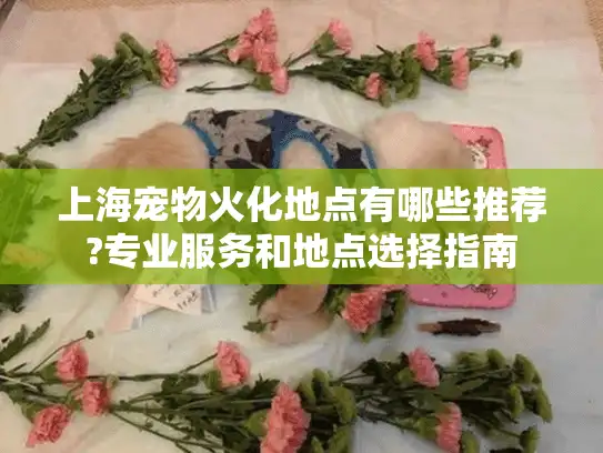 上海宠物火化地点有哪些推荐?专业服务和地点选择指南