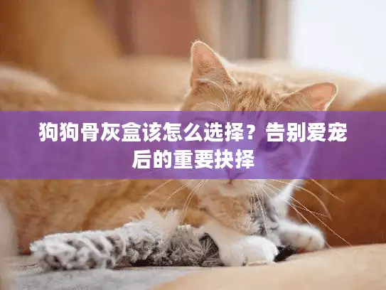 狗狗骨灰盒该怎么选择？告别爱宠后的重要抉择