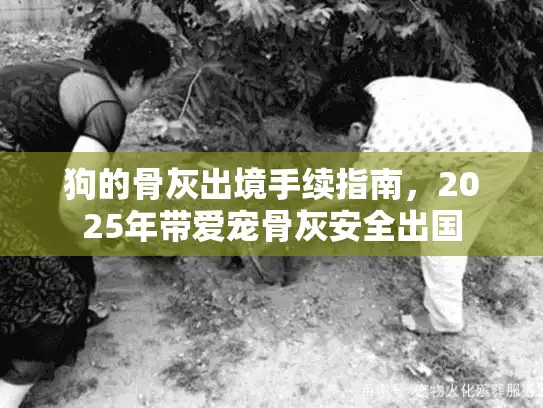狗的骨灰出境手续指南，2025年带爱宠骨灰安全出国
