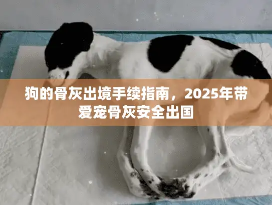 狗的骨灰出境手续指南，2025年带爱宠骨灰安全出国