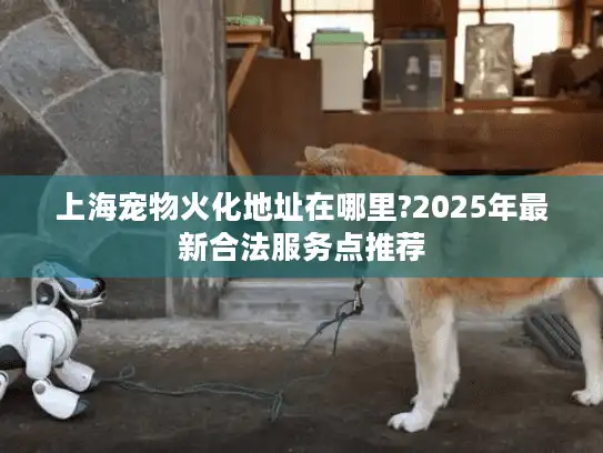 上海宠物火化地址在哪里?2025年最新合法服务点推荐