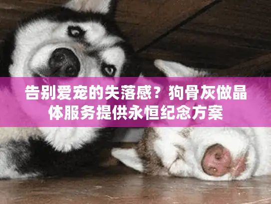 告别爱宠的失落感？狗骨灰做晶体服务提供永恒纪念方案