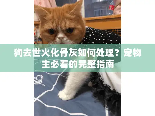 狗去世火化骨灰如何处理？宠物主必看的完整指南