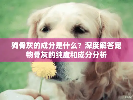 狗骨灰的成分是什么？深度解答宠物骨灰的纯度和成分分析