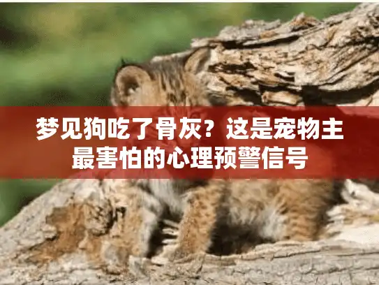 梦见狗吃了骨灰？这是宠物主最害怕的心理预警信号
