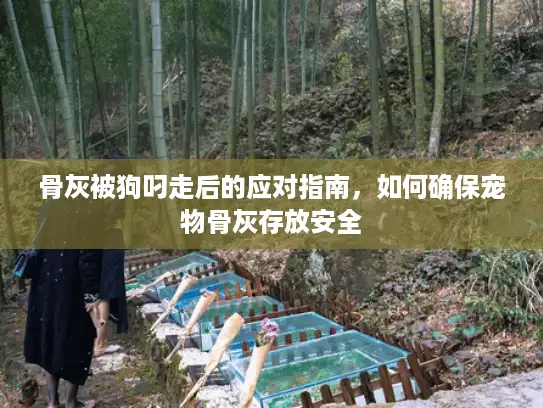 骨灰被狗叼走后的应对指南，如何确保宠物骨灰存放安全