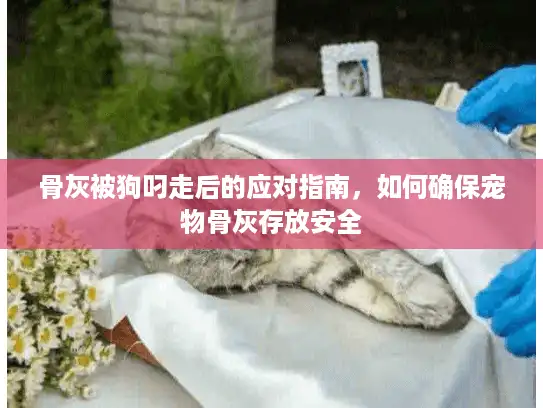 骨灰被狗叼走后的应对指南，如何确保宠物骨灰存放安全