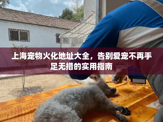 上海宠物火化地址大全，告别爱宠不再手足无措的实用指南