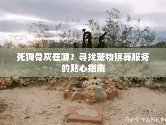 死狗骨灰在哪？寻找宠物殡葬服务的贴心指南