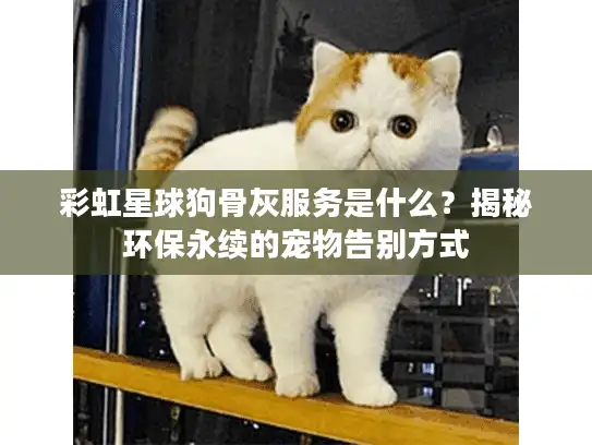 彩虹星球狗骨灰服务是什么？揭秘环保永续的宠物告别方式