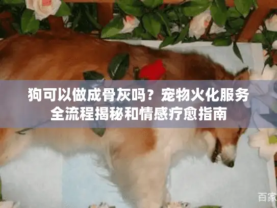 狗可以做成骨灰吗？宠物火化服务全流程揭秘和情感疗愈指南