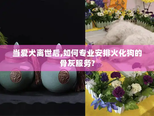 当爱犬离世后,如何专业安排火化狗的骨灰服务?