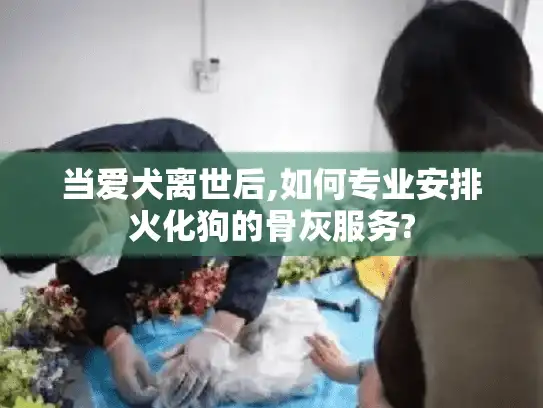 当爱犬离世后,如何专业安排火化狗的骨灰服务?