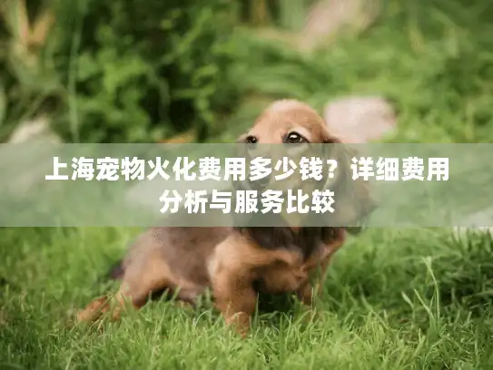上海宠物火化费用多少钱？详细费用分析与服务比较