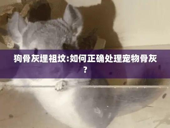 狗骨灰埋祖坟:如何正确处理宠物骨灰?