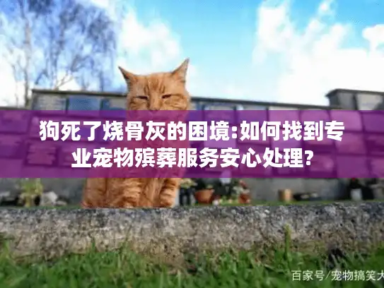 狗死了烧骨灰的困境:如何找到专业宠物殡葬服务安心处理?