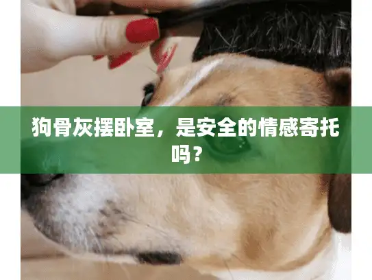 狗骨灰摆卧室，是安全的情感寄托吗？