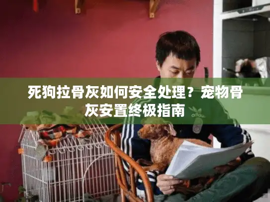 死狗拉骨灰如何安全处理？宠物骨灰安置终极指南