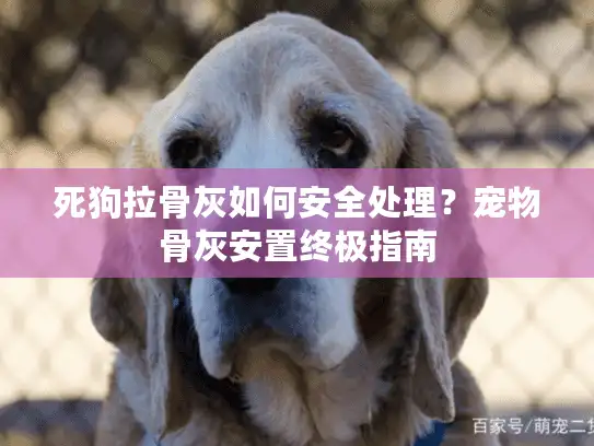死狗拉骨灰如何安全处理？宠物骨灰安置终极指南