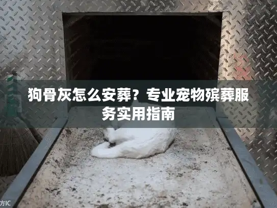 狗骨灰怎么安葬？专业宠物殡葬服务实用指南