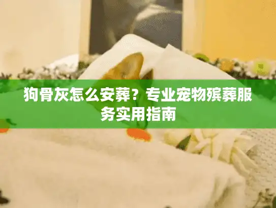 狗骨灰怎么安葬？专业宠物殡葬服务实用指南