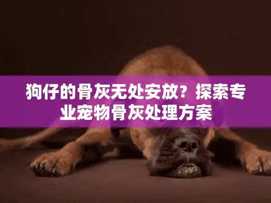 狗仔的骨灰无处安放？探索专业宠物骨灰处理方案