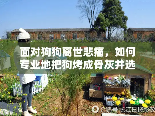 面对狗狗离世悲痛，如何专业地把狗烤成骨灰并选择可靠宠物殡葬服务？