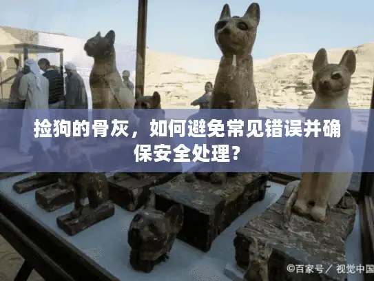 捡狗的骨灰，如何避免常见错误并确保安全处理？