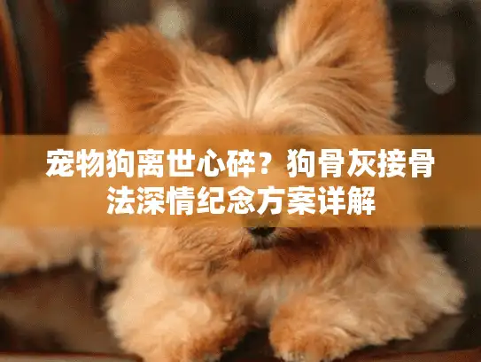 宠物狗离世心碎？狗骨灰接骨法深情纪念方案详解