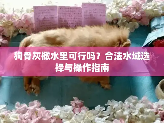 狗骨灰撒水里可行吗？合法水域选择与操作指南