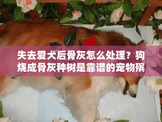 失去爱犬后骨灰怎么处理？狗烧成骨灰种树是靠谱的宠物殡葬服务吗？