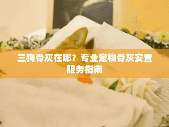 三狗骨灰在哪？专业宠物骨灰安置服务指南