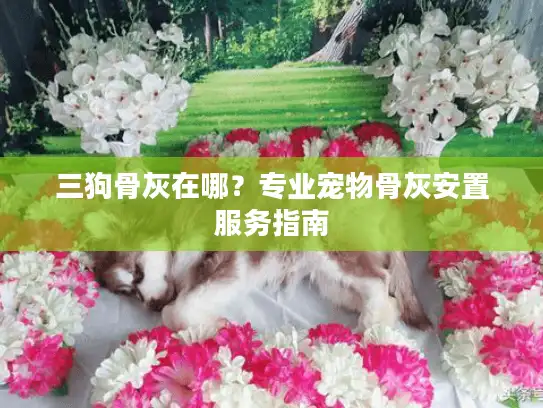 三狗骨灰在哪？专业宠物骨灰安置服务指南