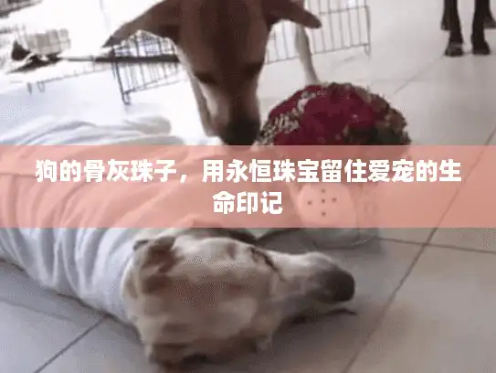 狗的骨灰珠子，用永恒珠宝留住爱宠的生命印记
