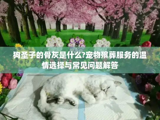 狗圣子的骨灰是什么?宠物殡葬服务的温情选择与常见问题解答