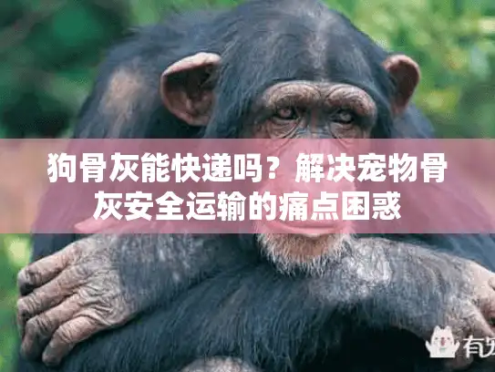 狗骨灰能快递吗？解决宠物骨灰安全运输的痛点困惑